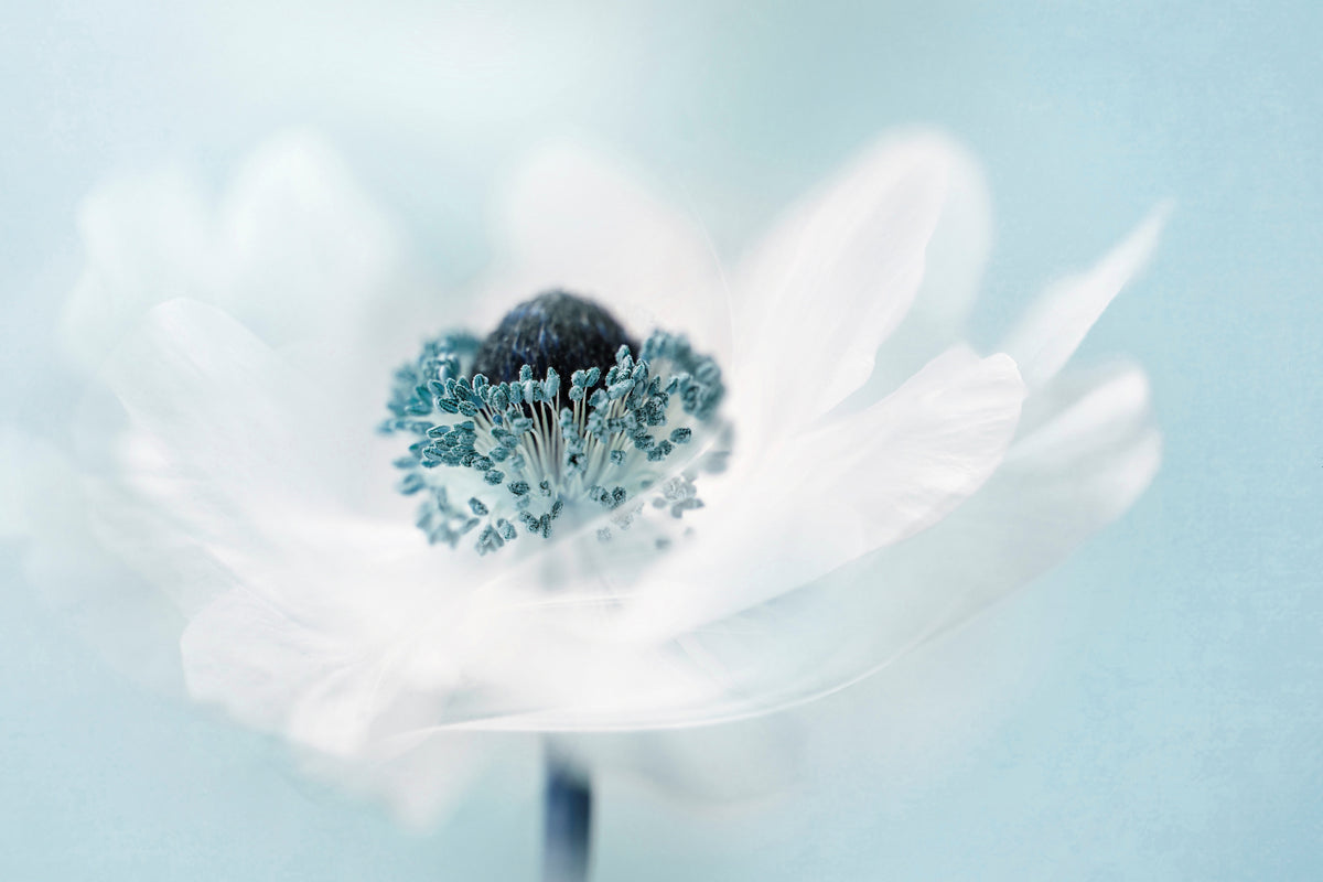 acrylic-print-candy-floss