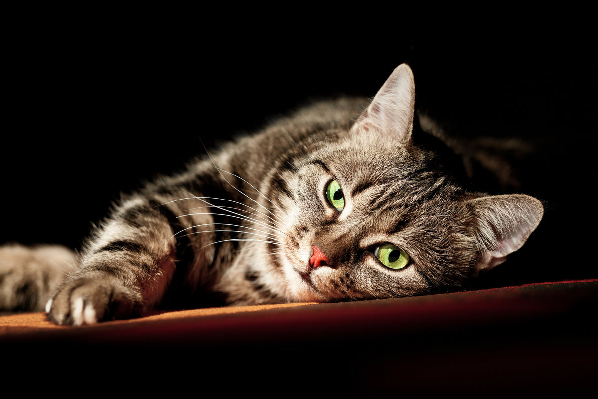 3-piece-canvas-print-relaxed-cat
