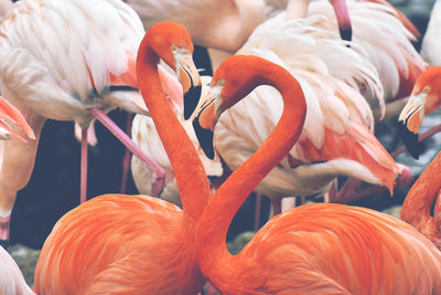 poster-print-colorful-flamingos
