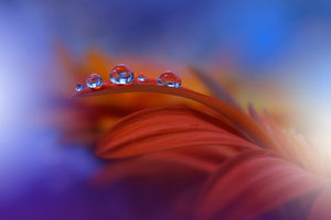 modern-3-piece-acrylic-print-metamorphosis