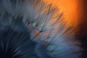 3-piece-canvas-print-feathers-p