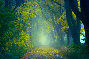 acrylic-print-green-forest