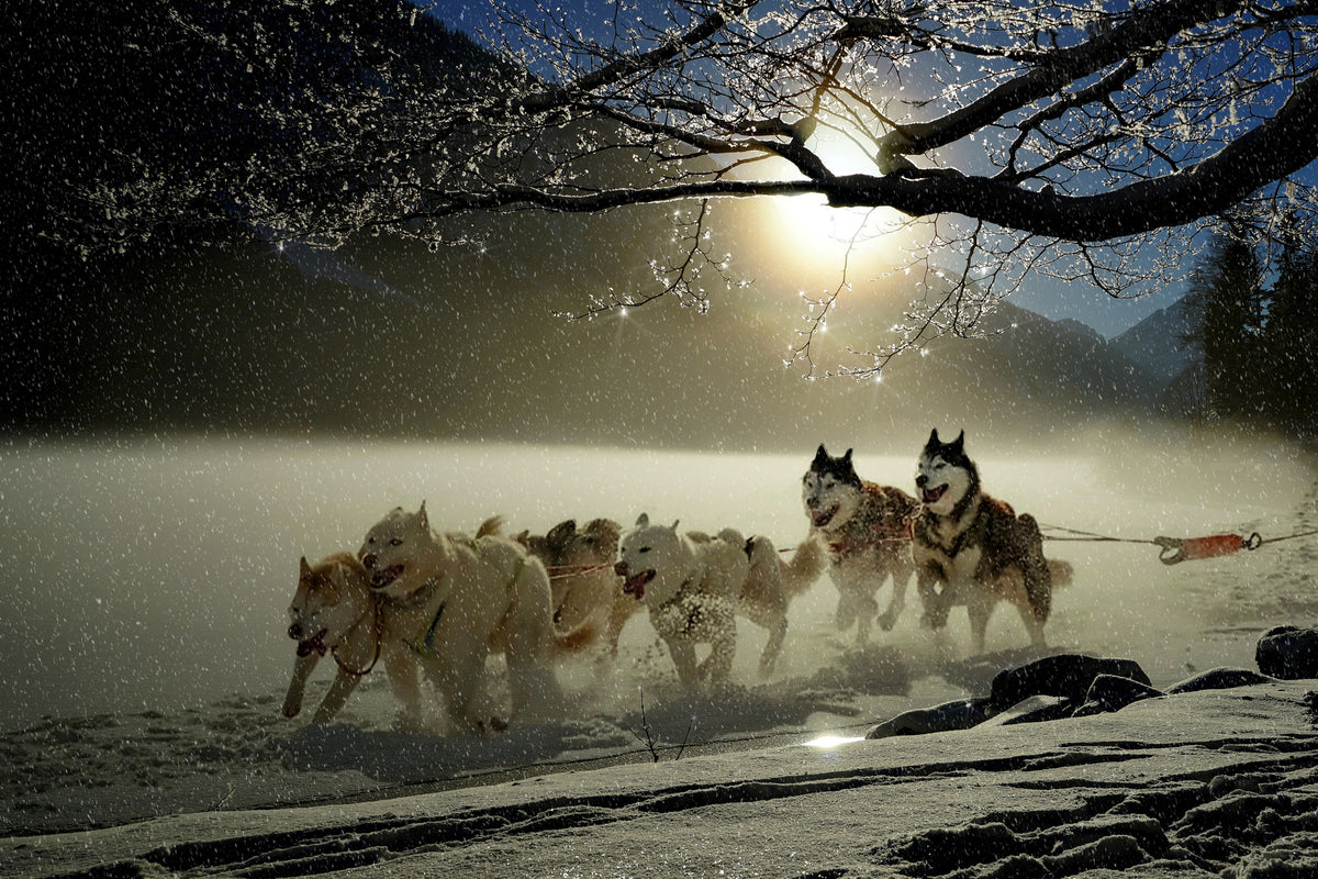 framedcanvas-print-huskies