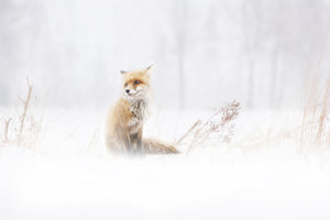 framedposter-print-waiting-xys