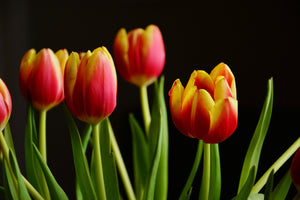 modern-3-piece-aluminium-print-colorful-tulips