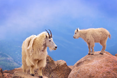 poster-print-a-mothers-smile