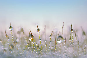 poster-print-the-dew-drops
