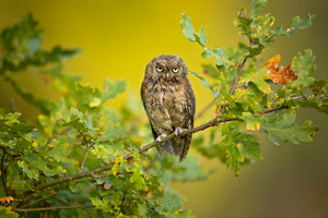 framedposter-print-eurasian-scops-owl-x