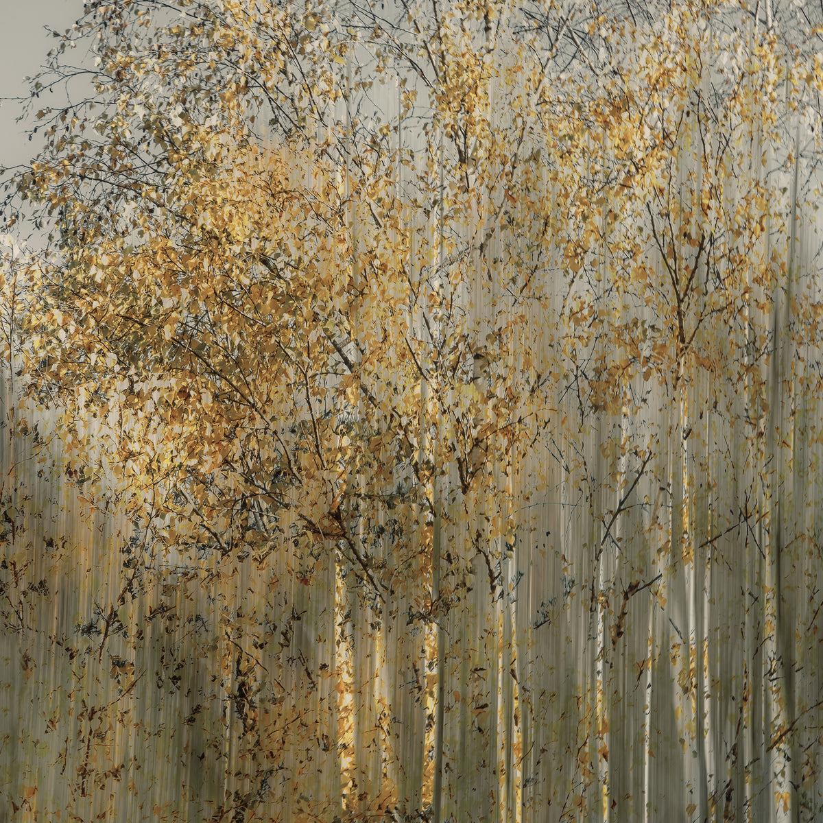 canvas-print-birch-impression-x