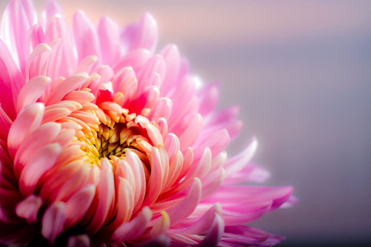 framedcanvas-print-macro-chrysanthemum