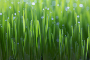 framedcanvas-print-wheat-x