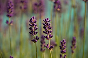 aluminium-print-lavender-in-xl