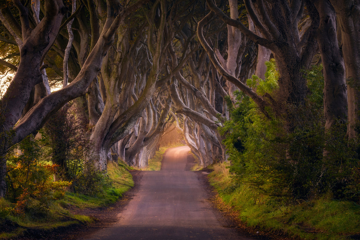 framedcanvas-print-the-glowing-hedges