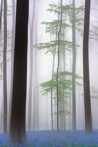 poster-print-foggy-forest-x