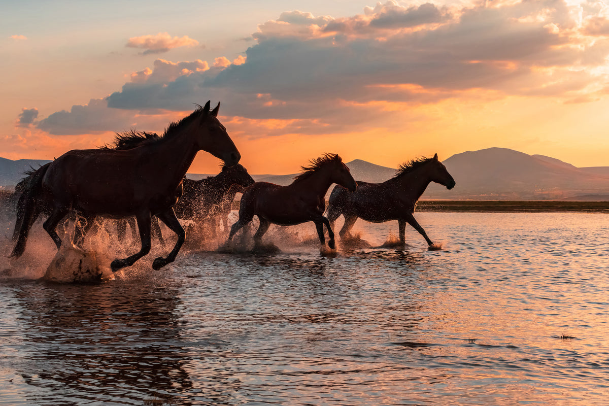 framedposter-print-water-horses-x