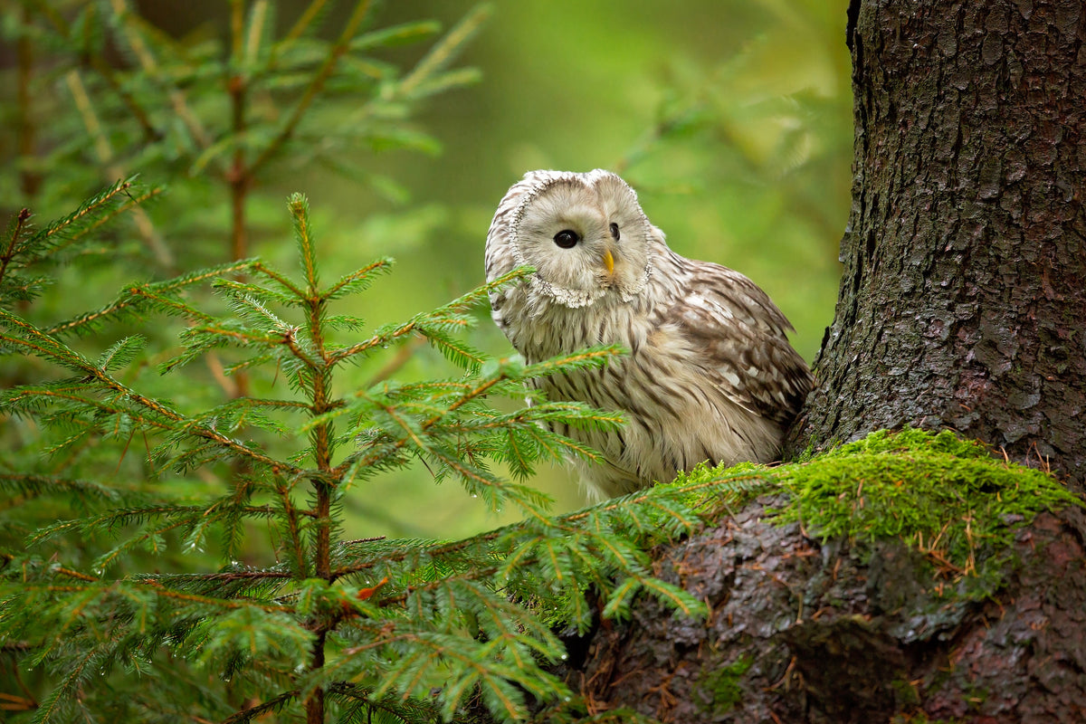 aluminium-print-ural-owl-x