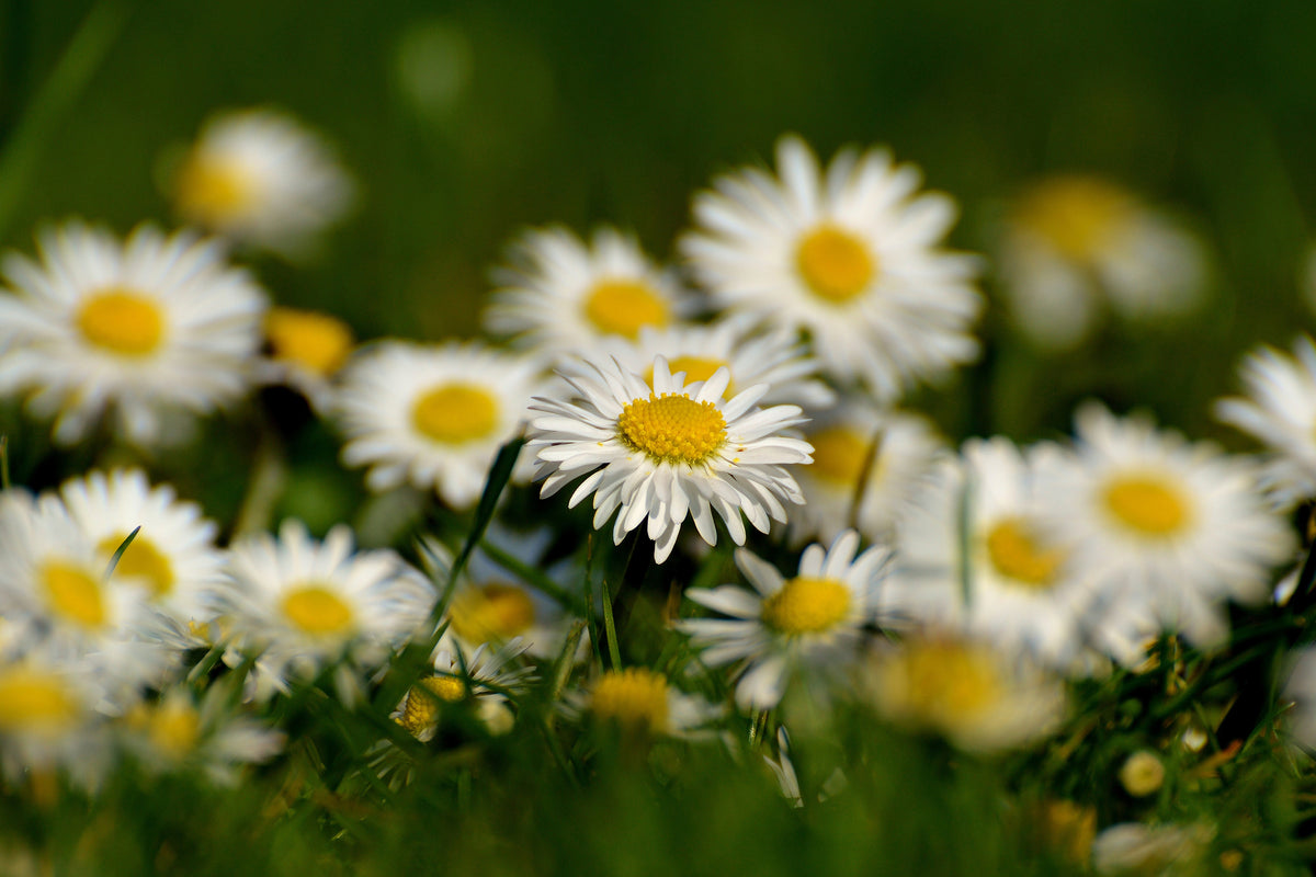 canvas-print-daisies-xl-ii
