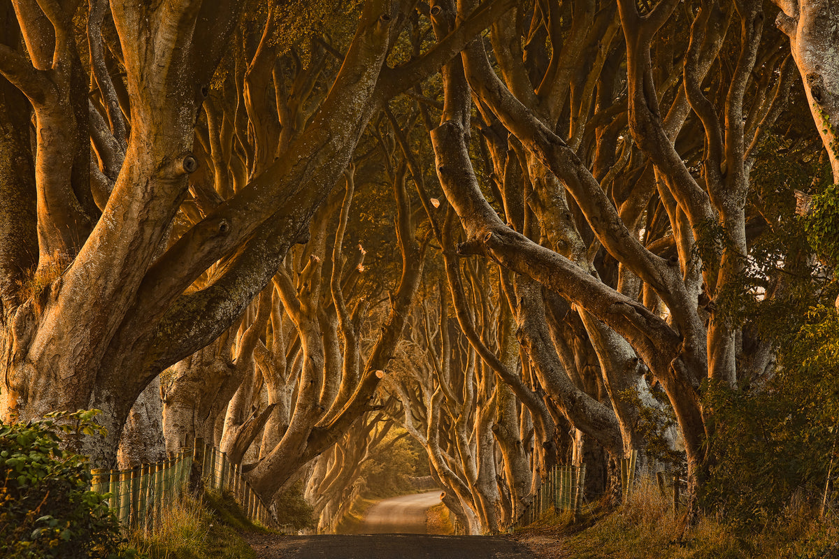 acrylic-print-early-morning-dark-hedges
