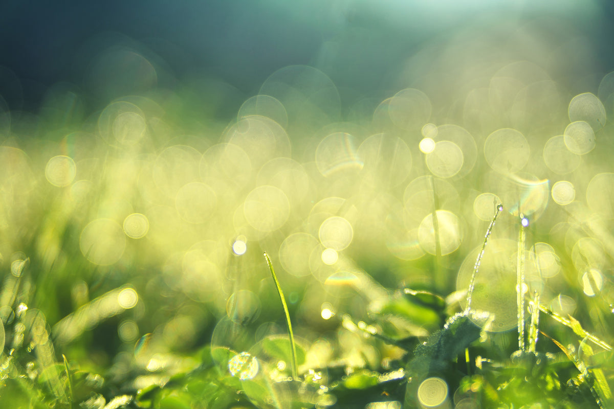 3-piece-canvas-print-in-the-meadow