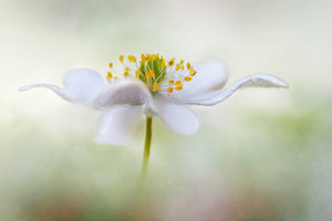 acrylic-print-nemorosa