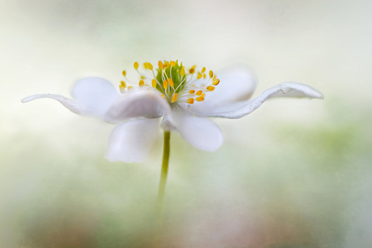 acrylic-print-nemorosa