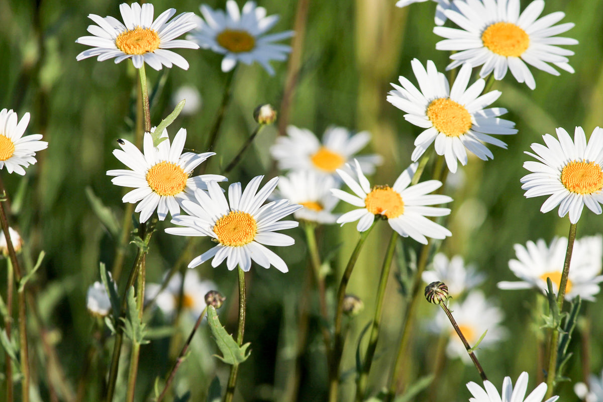 canvas-print-xl-daisies