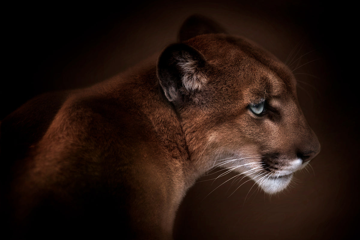 framedcanvas-print-puma
