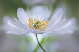 3-piece-acrylic-print-nemorosa-nirvana
