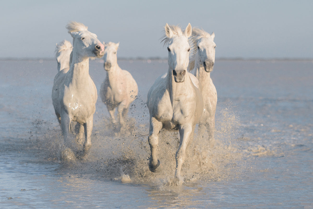framedcanvas-print-horses-xue
