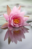 acrylic-print-lotus