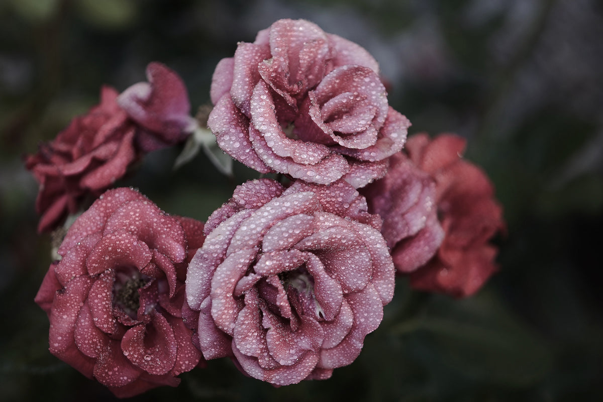 poster-print-romantic-roses