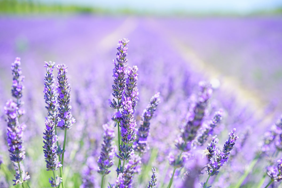 3-piece-aluminium-print-the-lavender-blossom