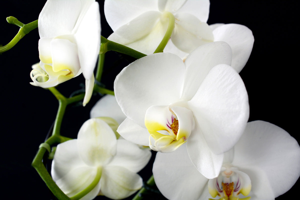 poster-print-orchid-close-up