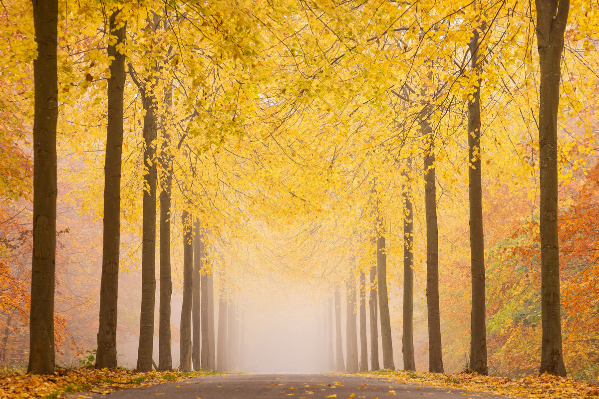 acrylic-print-autumn-road-x