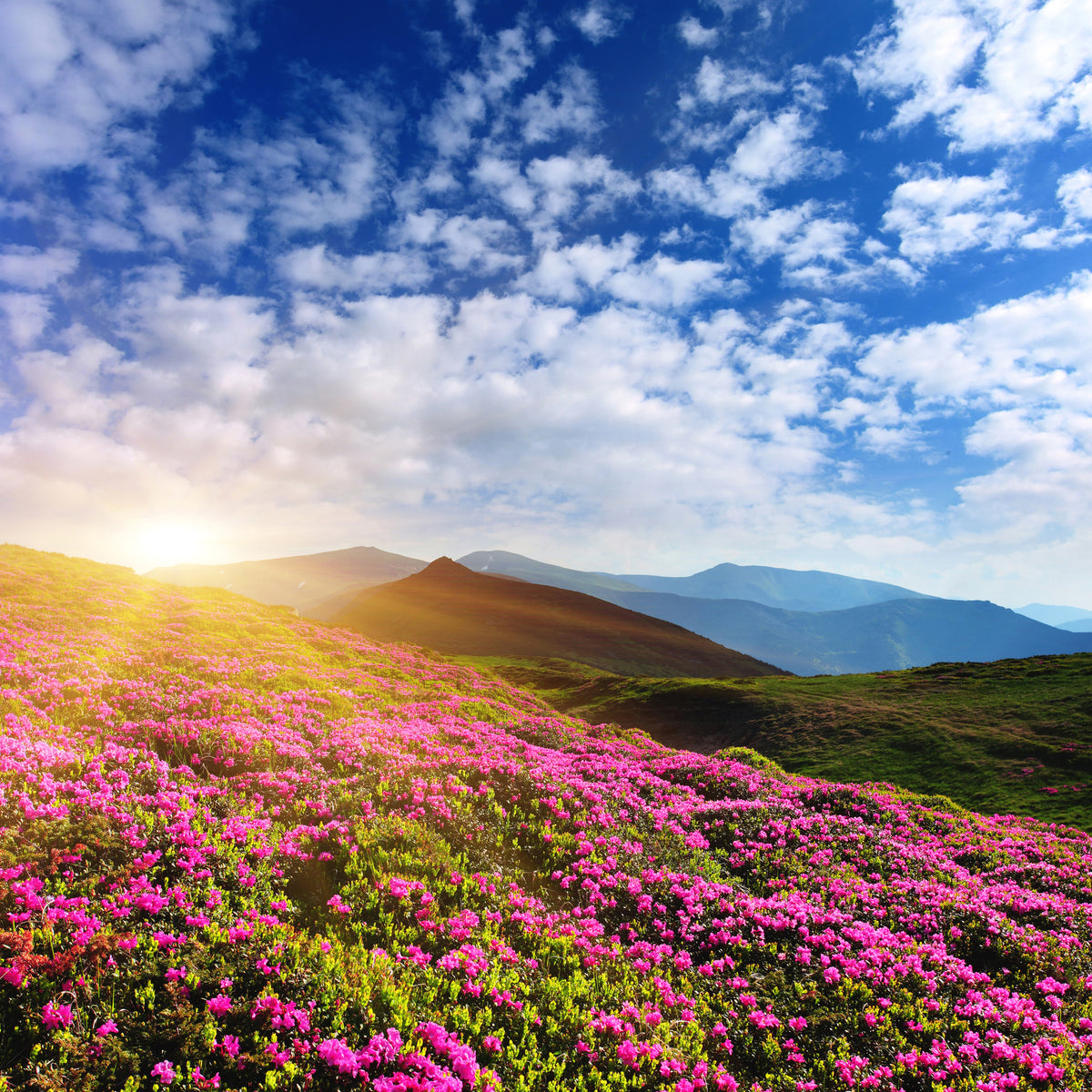 9-piece-acrylic-print-flowery-mountain-landscape