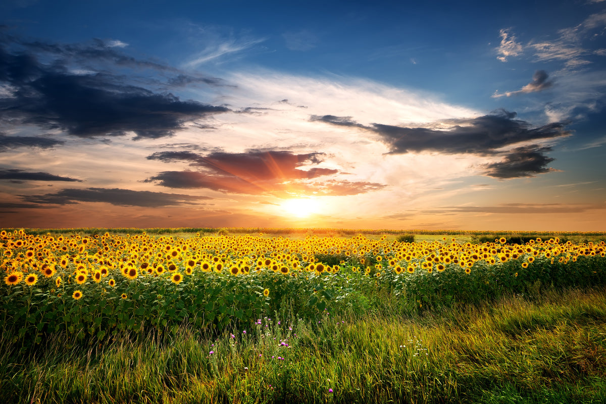framedcanvas-print-a-field-of-sunflowers