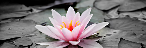 panoramic-3-piece-aluminium-print-the-art-of-water-lily-panorama