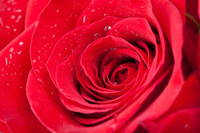 poster-print-red-rose-in-morning-dew