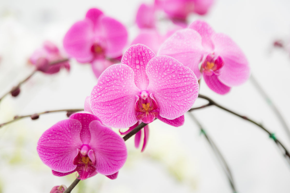 acrylic-print-the-symbol-of-orchid