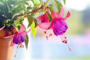 aluminium-print-the-fuchsias