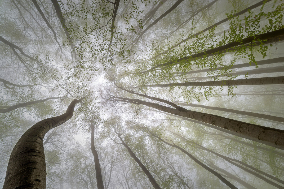 aluminium-print-forest-views-x