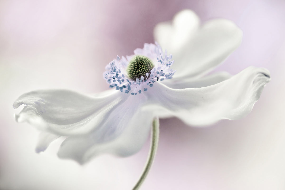 3-piece-aluminium-print-anemone-breeze