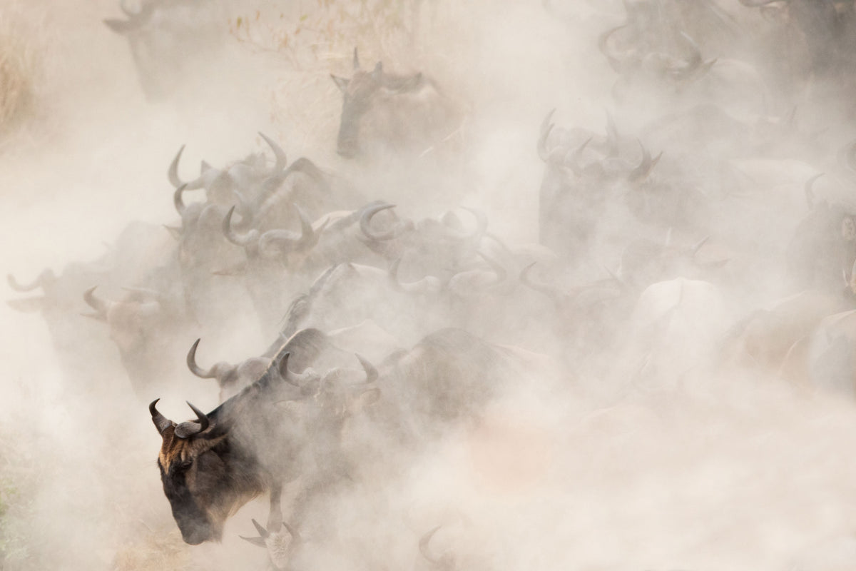 canvas-print-dust-x