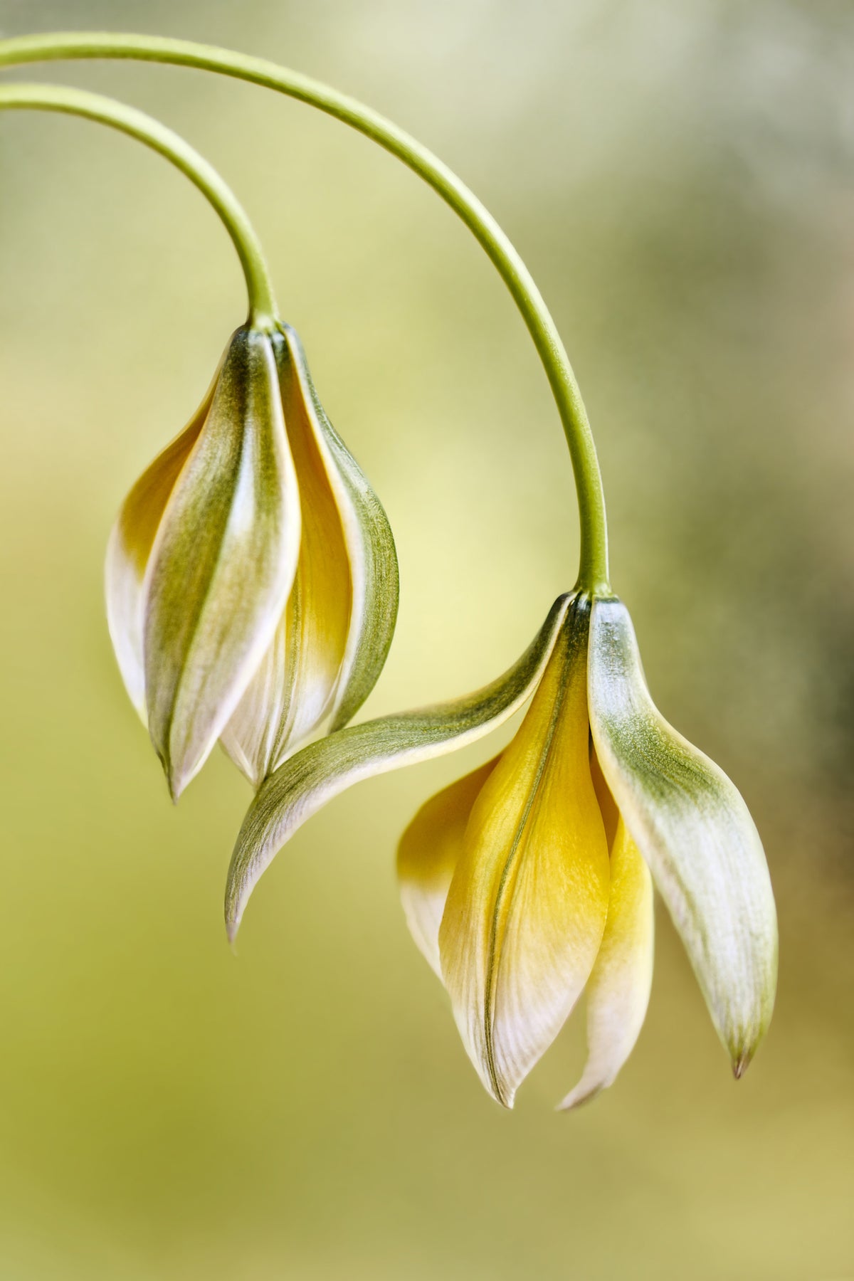 framedcanvas-print-tulipa-x