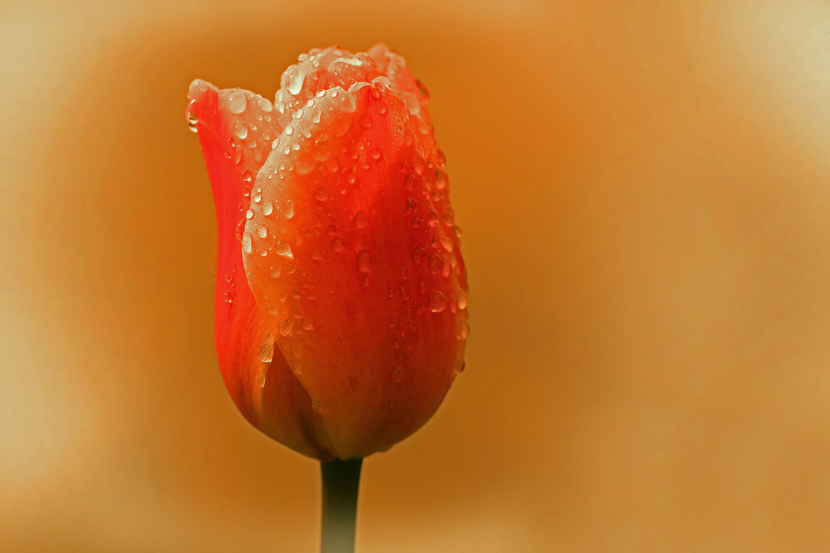 acrylic-print-a-tulip-in-the-morning-dew