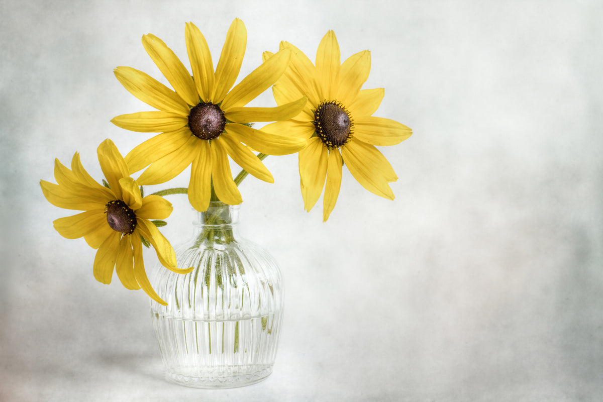 aluminium-print-rudbeckia-x