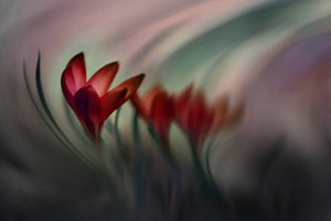 acrylic-print-krokus