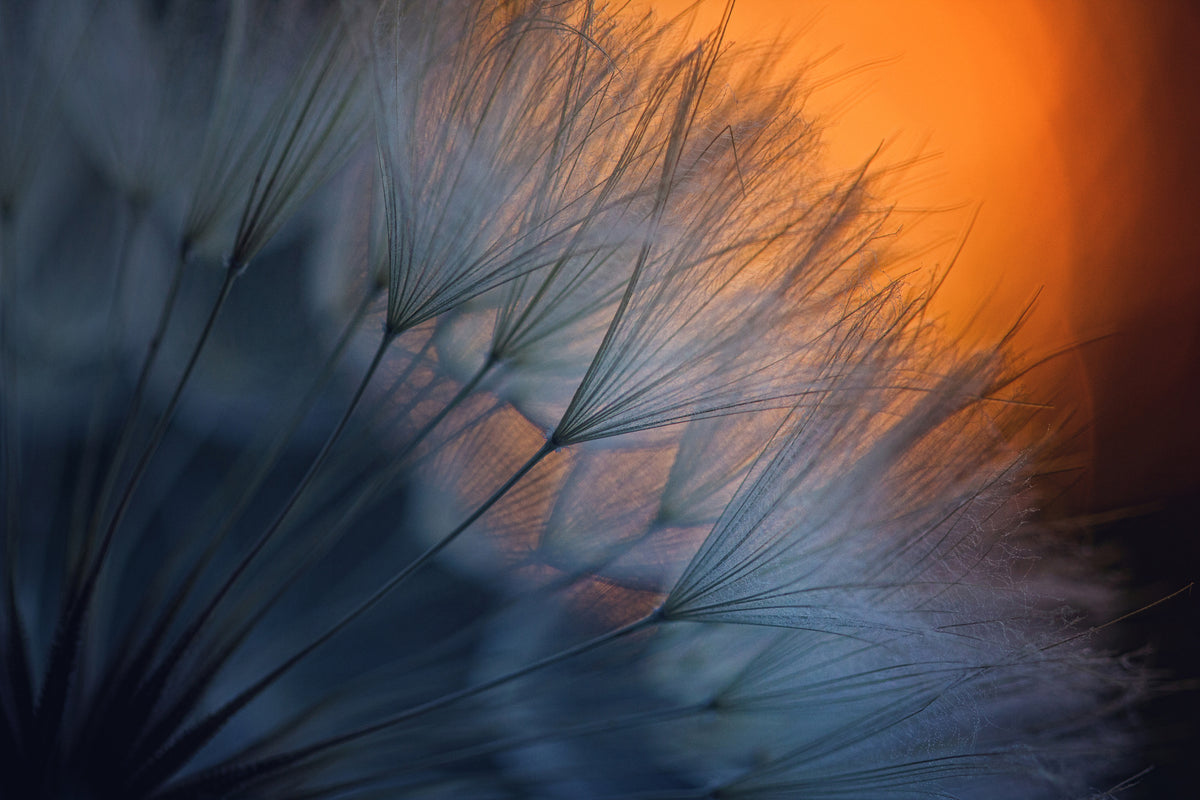 modern-3-piece-canvas-print-feathers-p