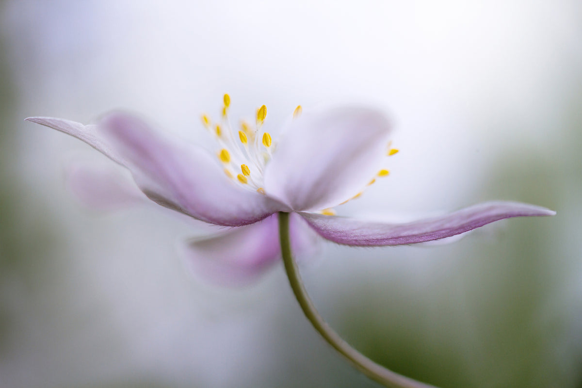 poster-print-nemorosa-ii