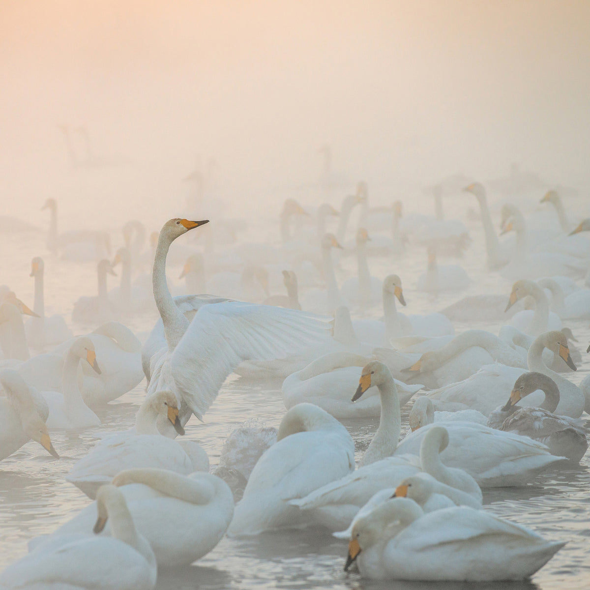 9-piece-aluminium-print-song-of-the-morning-light